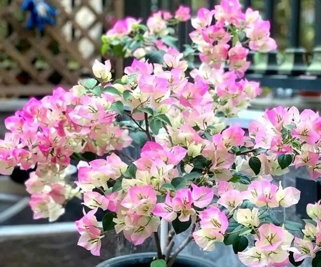 Bí Kíp Chăm Hoa Giấy Nở Rực Rỡ Giữa Mùa Đông: 5 Bước Đơn Giản Từ Chuyên Gia